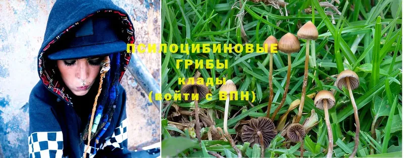 Псилоцибиновые грибы Psilocybine cubensis  Советский 